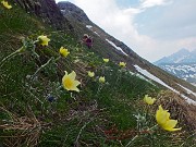 80 Pulsatilla alpina sulfurea